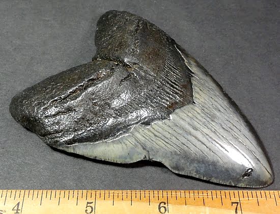 fossil shark tooth from the Megalodon Shark