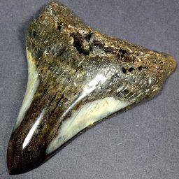 Megalodon Fossil Tooth