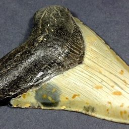 Megalodon Fossil Tooth