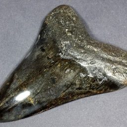Megalodon Fossil Tooth