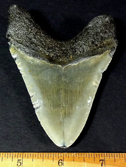 fossil Shark Tooth from the Megalodon Shark