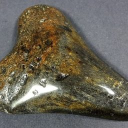 Megalodon Fossil Tooth