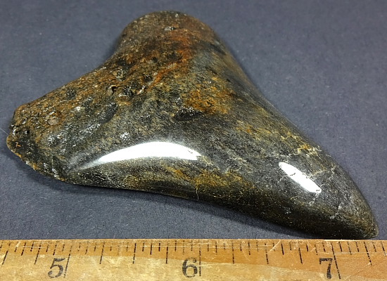 Megalodon Fossil Tooth