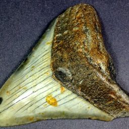 fossil Shark Tooth from the Megalodon Shark