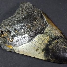 fossil Shark Tooth from the Megalodon Shark