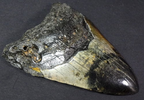 fossil Shark Tooth from the Megalodon Shark