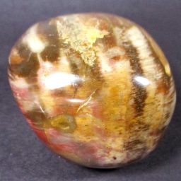 Petrified Wood