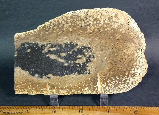 Petrified Palmwood Slab