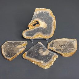 SL104 Petrified Palmwood Set of 4