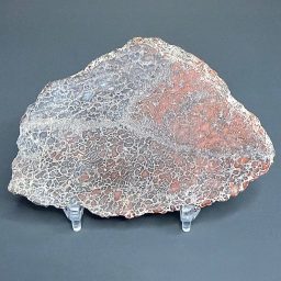 SL100 Dinosaur Bone Slab