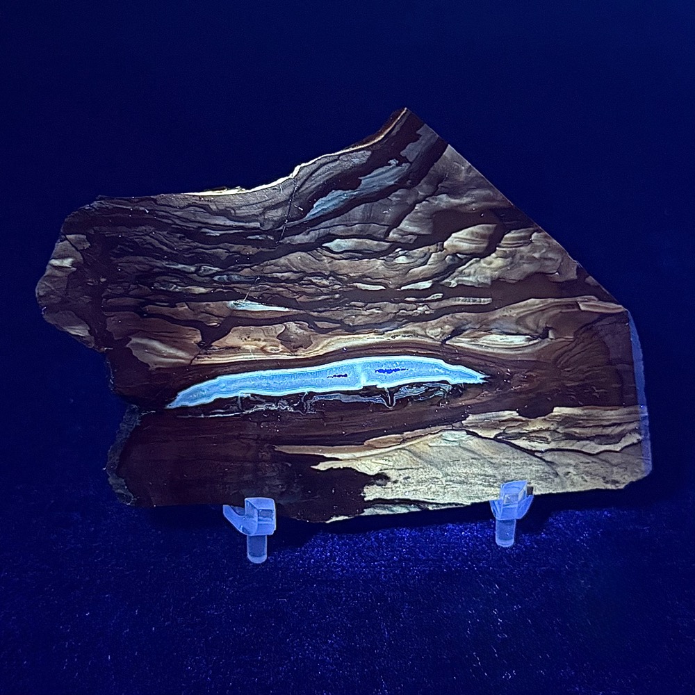 SL305 Biggs Jasper