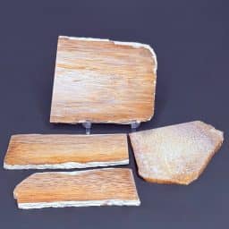 SL104 Petrified Palmwood Set of 4