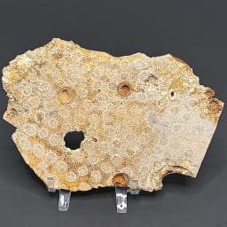 SL303 Petrified Coral