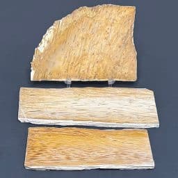 SL104 Petrified Palmwood Set of 3