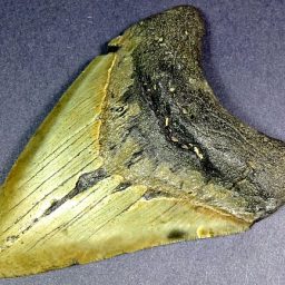 fossil Shark Tooth from the Megalodon Shark