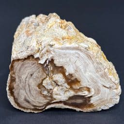 PW305 Pacific Northwest Petrified Wood