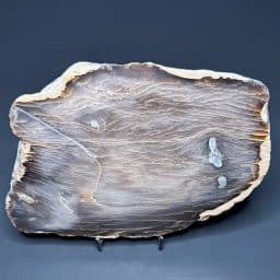 PW306 South Dakota Petrified Wood