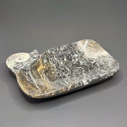 PR1123 Fossil Dish