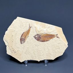 FO202 Knightia Fossilized Fish
