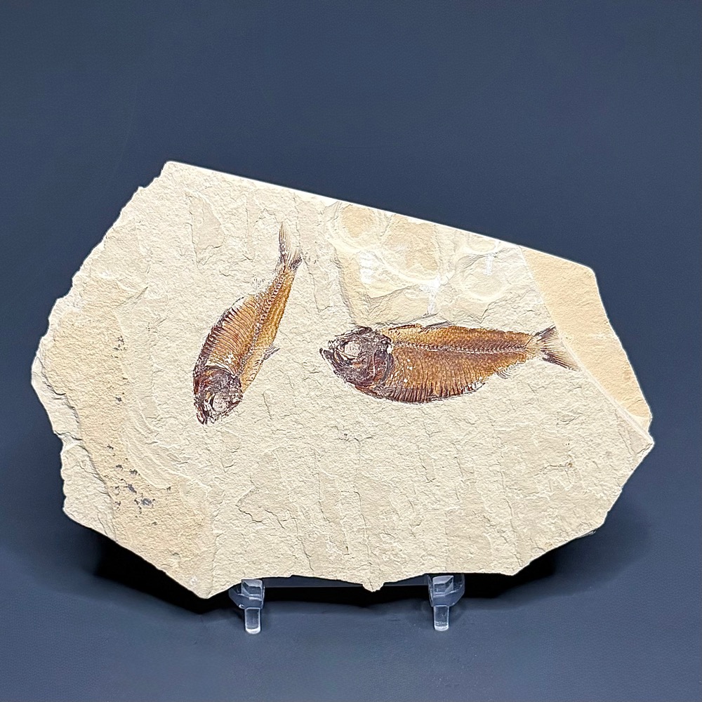 FO202 Knightia Fossilized Fish