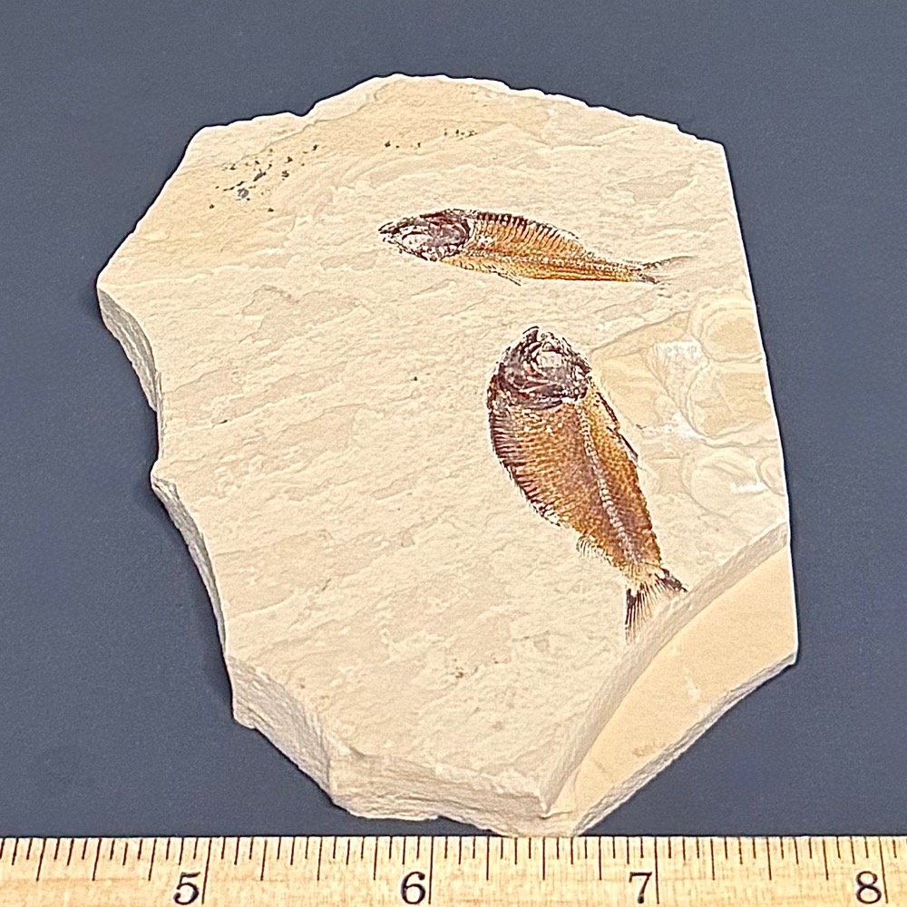 FO202 Knightia Fossilized Fish