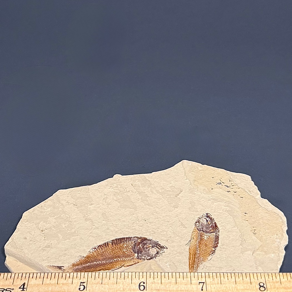 FO202 Knightia Fossilized Fish - Image 3