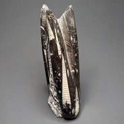 FO503 Orthoceras Standup