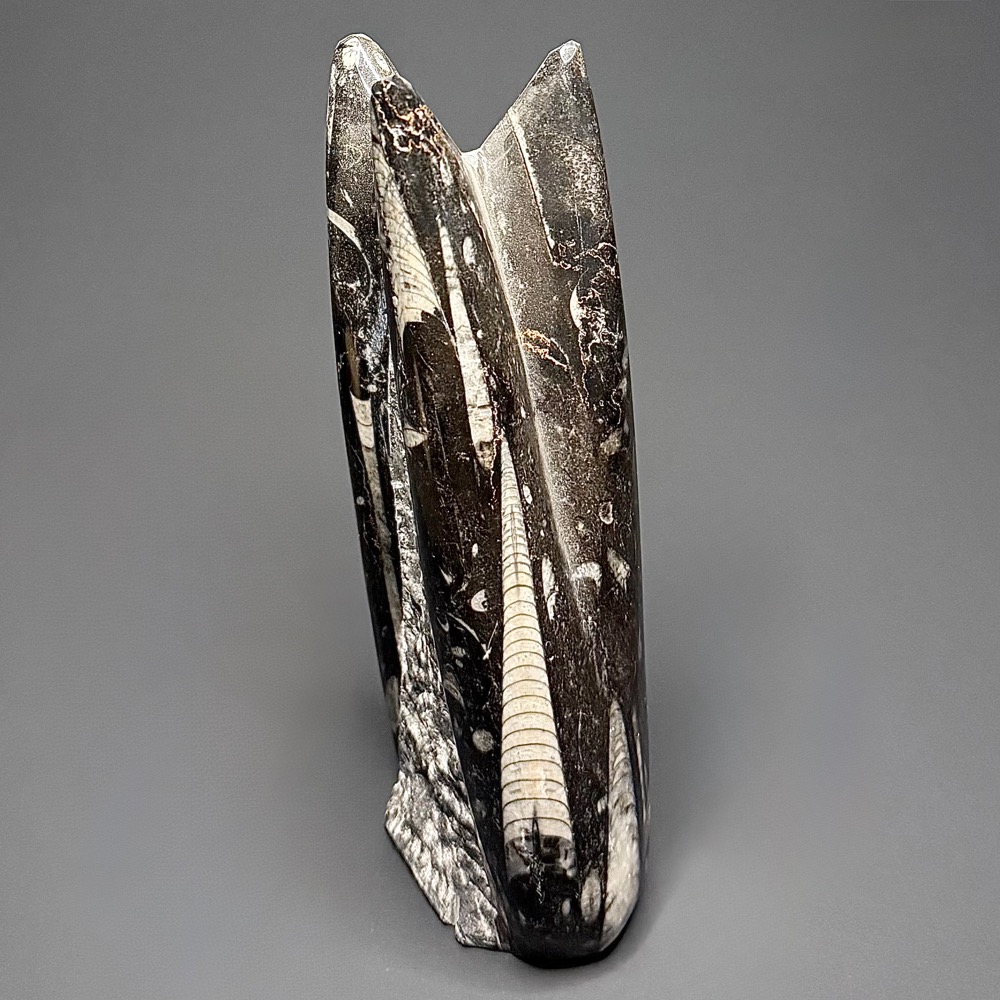 FO503 Orthoceras Standup