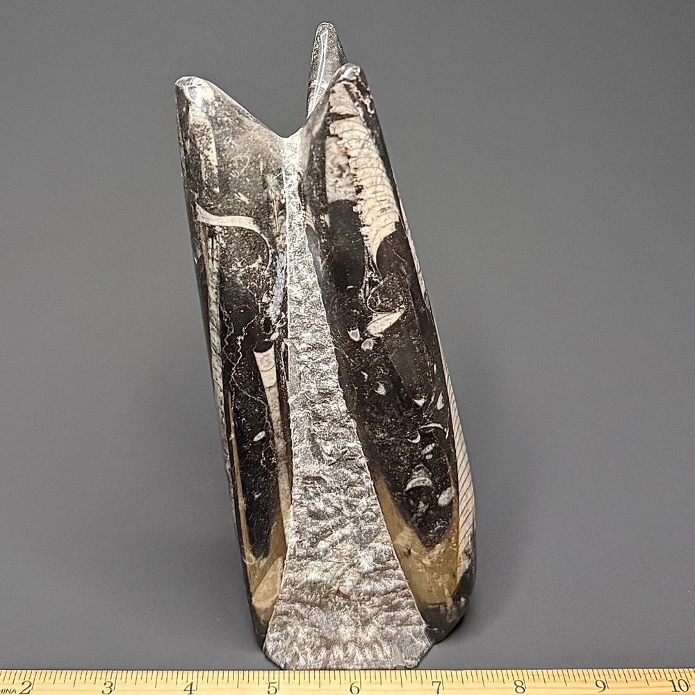 FO503 Orthoceras Standup - Image 2