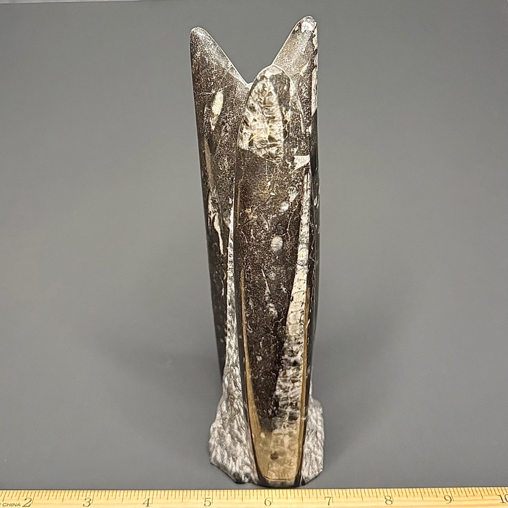 FO503 Orthoceras Standup - Image 3