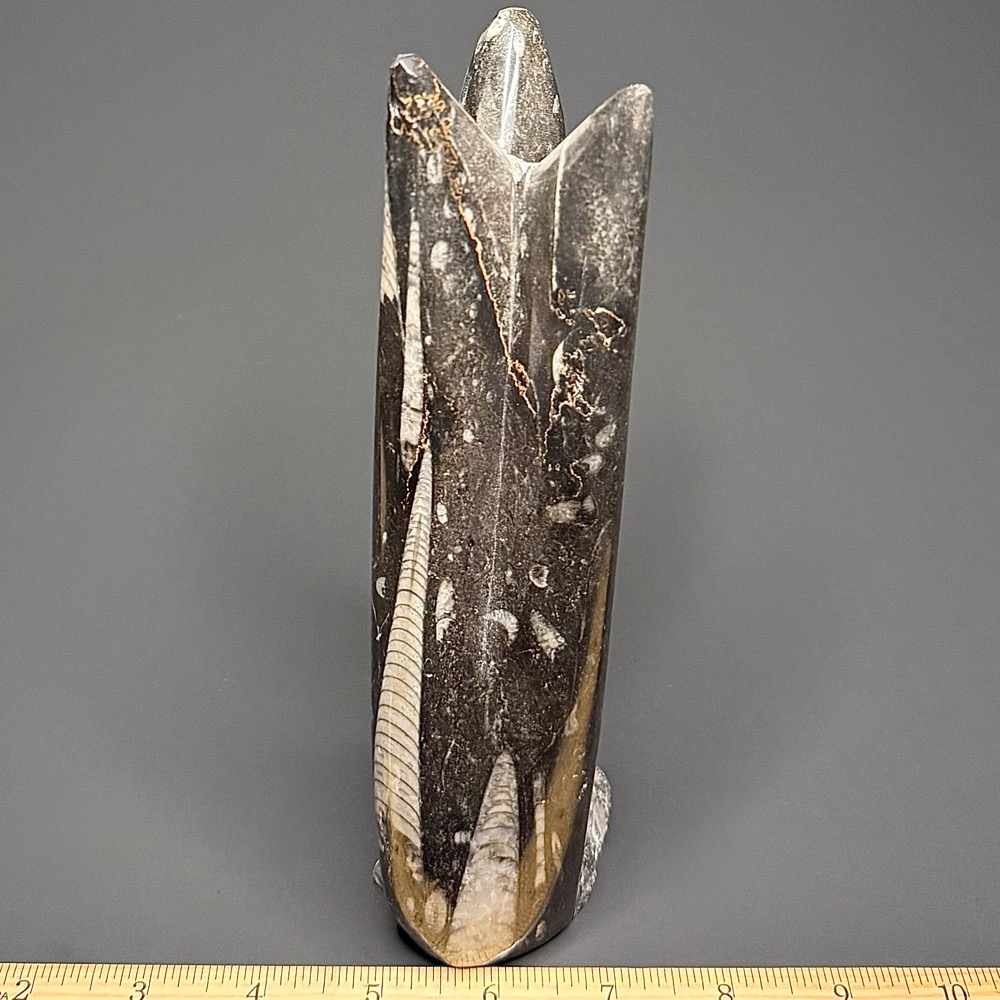 FO503 Orthoceras Standup