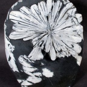 Chrysanthemum Stone Flower