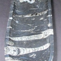 FO213 Polished Orthoceras Dish